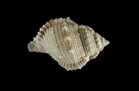 藏品(蛙螺)的圖片